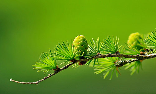 电商直播的崛起与关键要素
